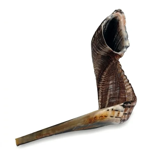 שופר גודל 4 35-40 ס״מ